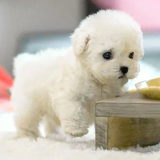Realistic Robot Puppy🐶(🎄Official NICO Exclusive)- 🎁The Best Gift of the New Year💎