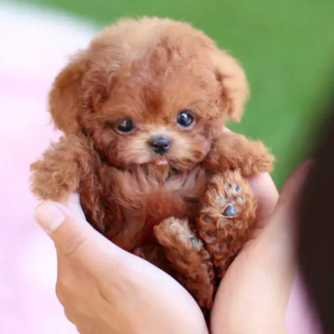 Realistic Robot Puppy🐶(🎄Official NICO Exclusive)🔥🔥🔥
