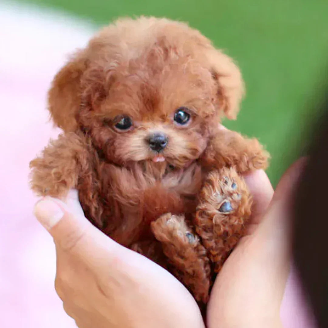Realistic Robot Puppy🐶(🎄Official NICO Exclusive)- 🎁The Best Gift of the New Year💎
